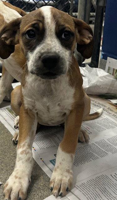 Ginny 10 weeks AVAIL 4/22, Adoptable, Young Female Hound.