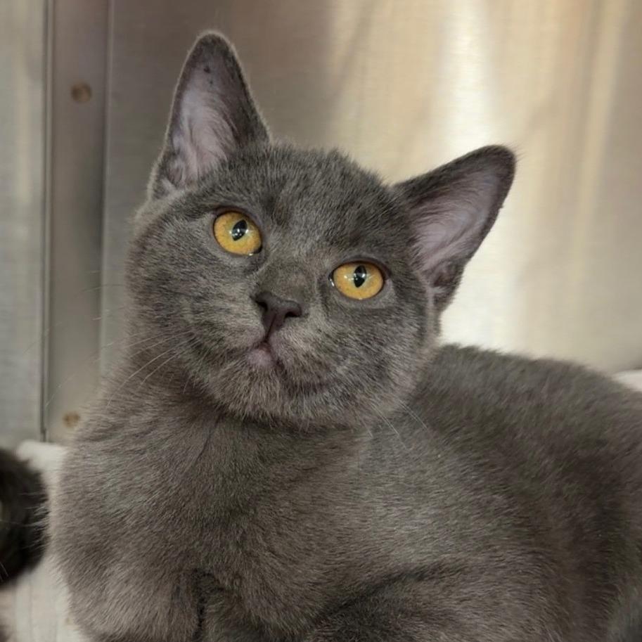 Dove, Adoptable, Kitten Female Domestic Short Hair.