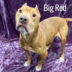 Big Red, ADOPTABLE, Senior Male Pit Bull Terrier.