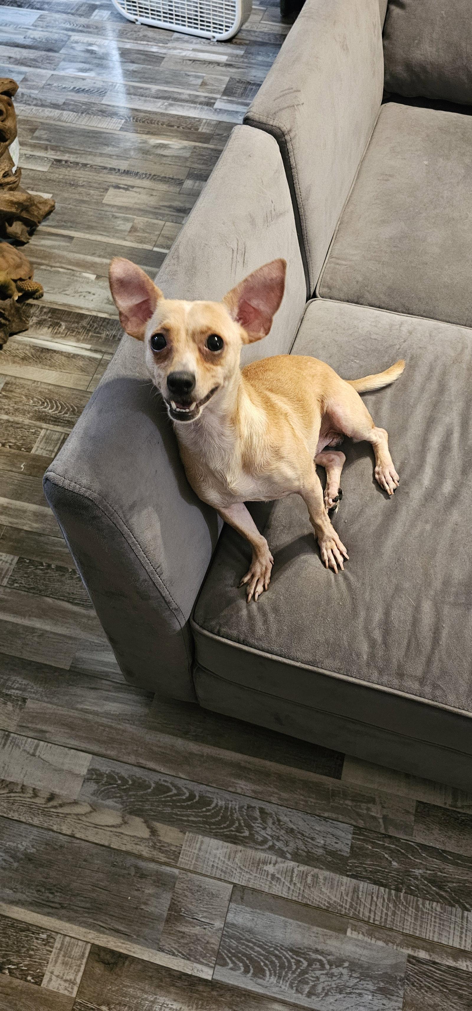 Brunie, Adoptable, Young Male Chihuahua.