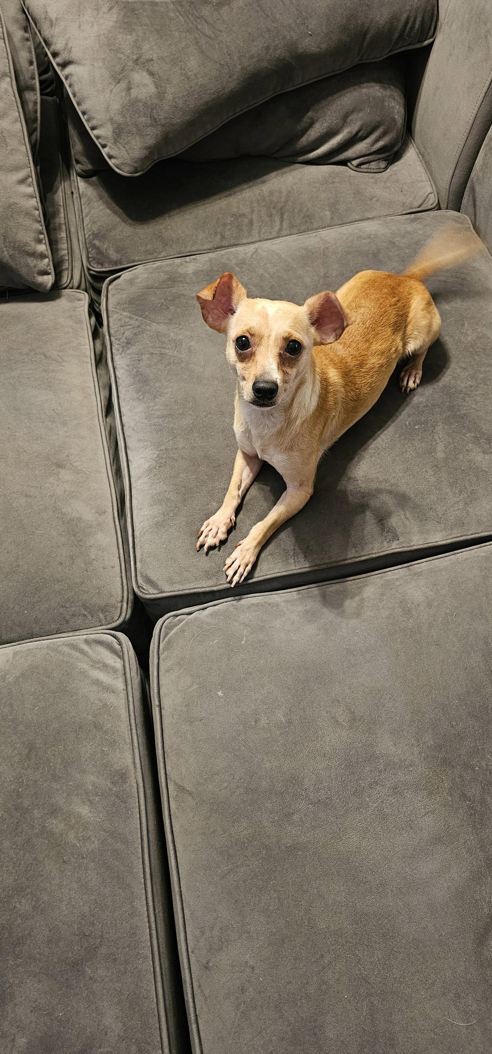 Enlarge Brunie, a Adoptable Chihuahua in Oakhurst, NJ image 2/3