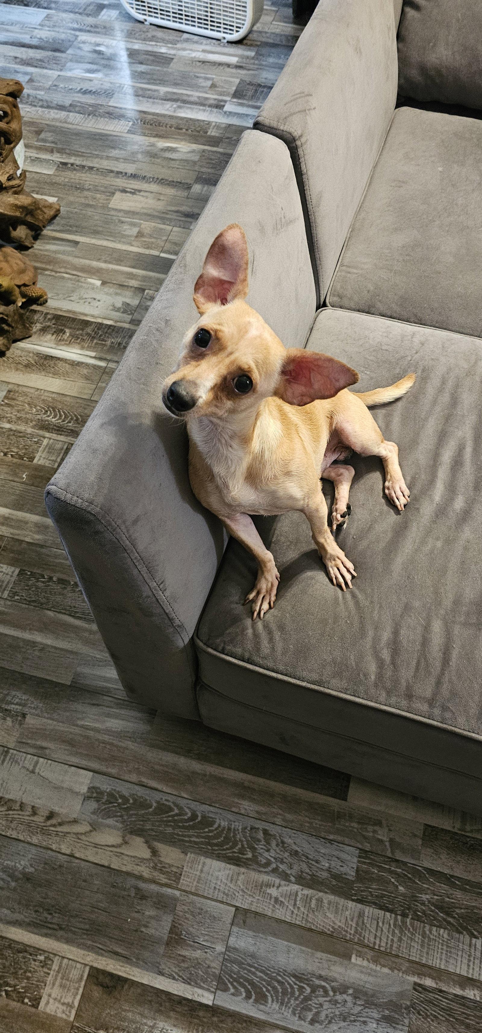 Enlarge Brunie, a Adoptable Chihuahua in Oakhurst, NJ image 3/3