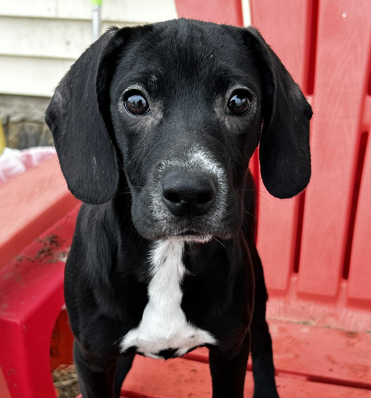 Enlarge Trixie, a ADOPTABLE mixed breed in Brunswick, OH image 1/4