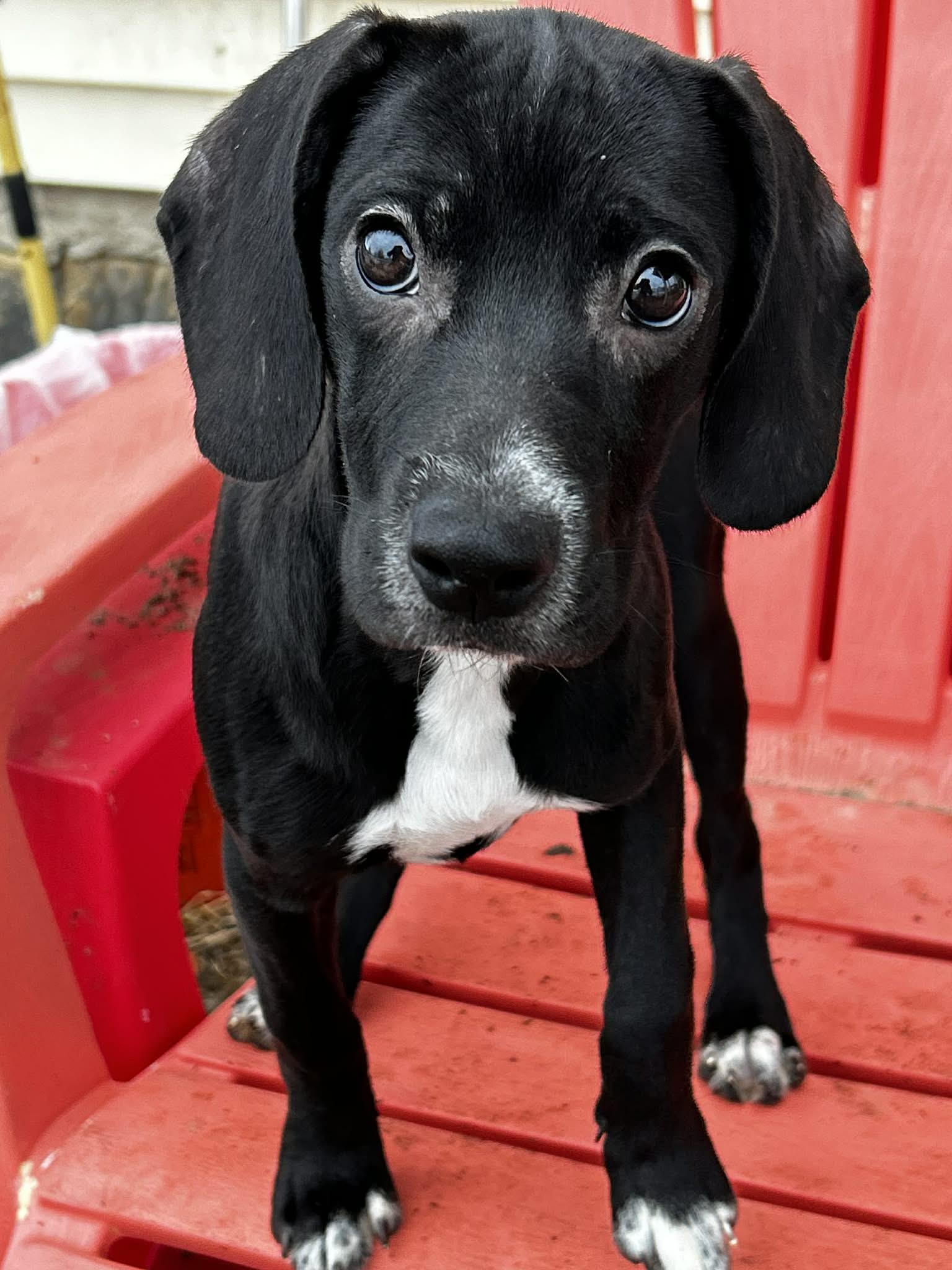 Enlarge Trixie, a ADOPTABLE mixed breed in Brunswick, OH image 3/4