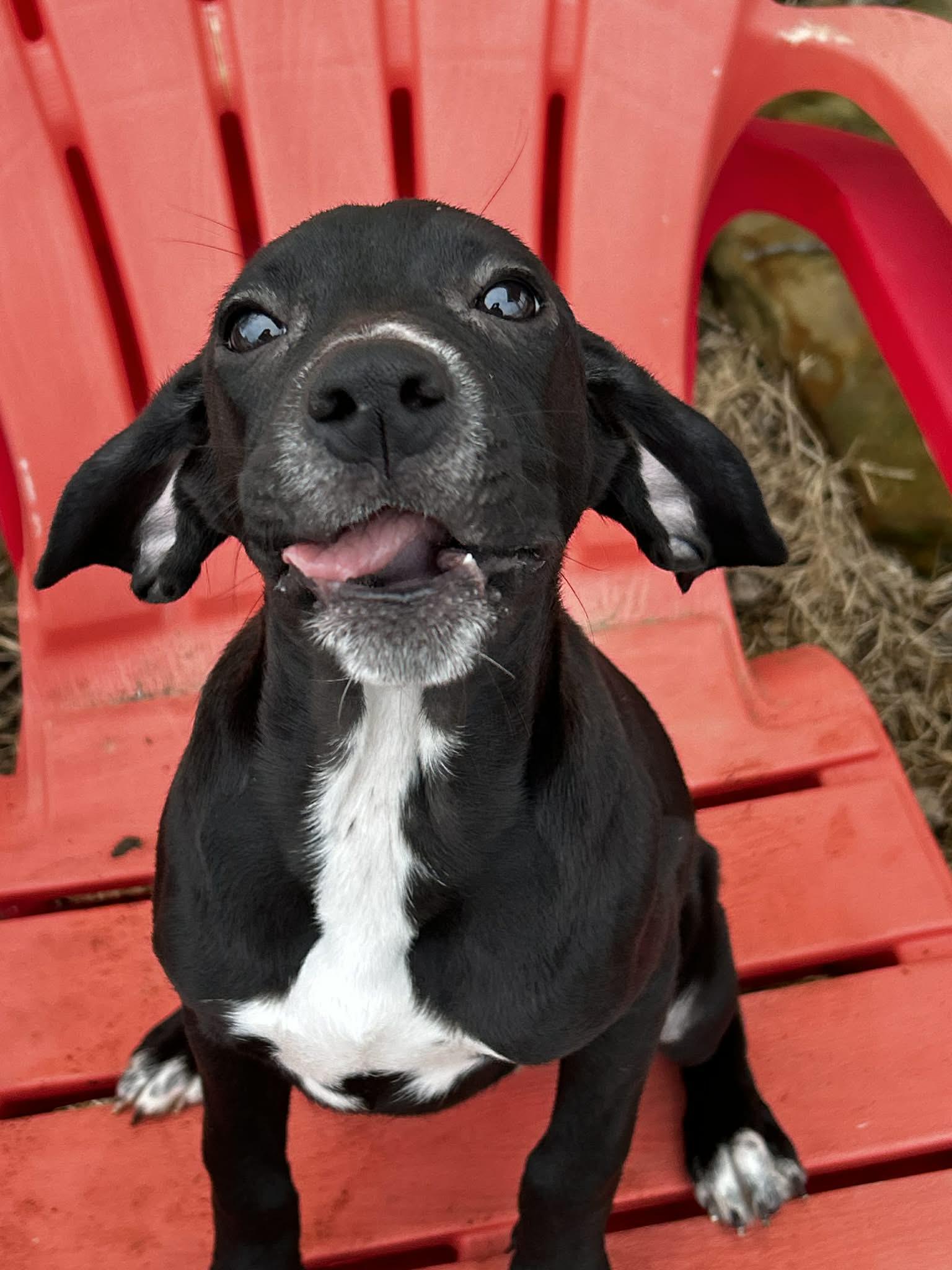 Enlarge Trixie, a ADOPTABLE mixed breed in Brunswick, OH image 4/4