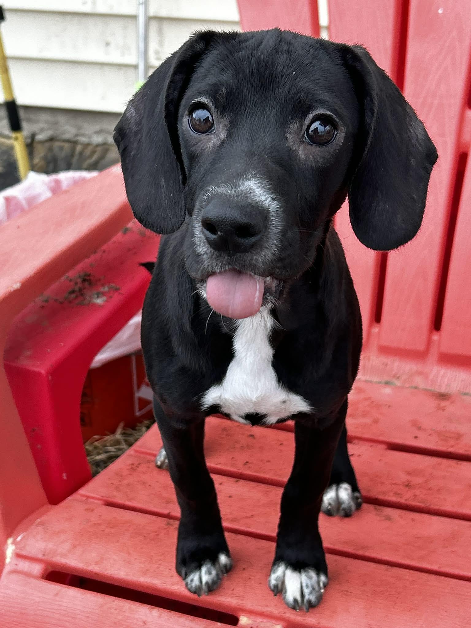 Enlarge Trixie, a ADOPTABLE mixed breed in Brunswick, OH image 2/4