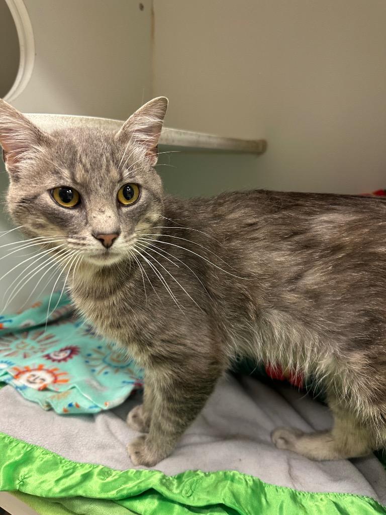Enlarge Teddy (Leach), a Adoptable mixed breed in Johnson City, TN image 1/1