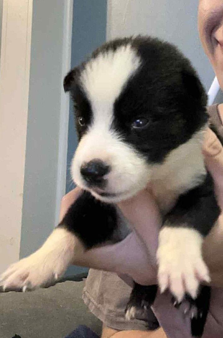 Enlarge Blaze Ski, a Adoptable Mixed Breed in Wakefield, RI image 1/3