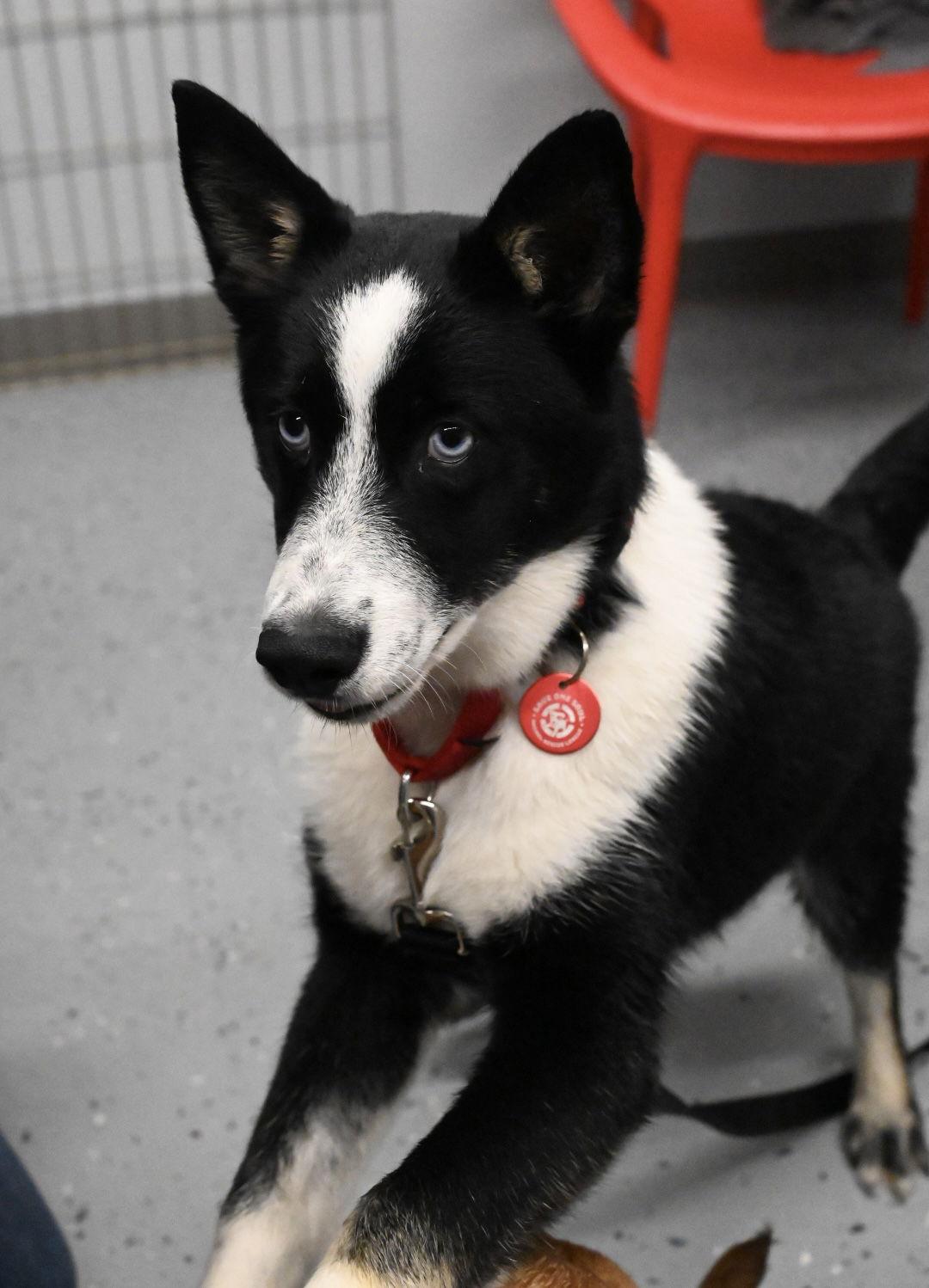 Enlarge Blaze Ski *LOCAL*, a Adoptable Mixed Breed in Wakefield, RI image 1/3