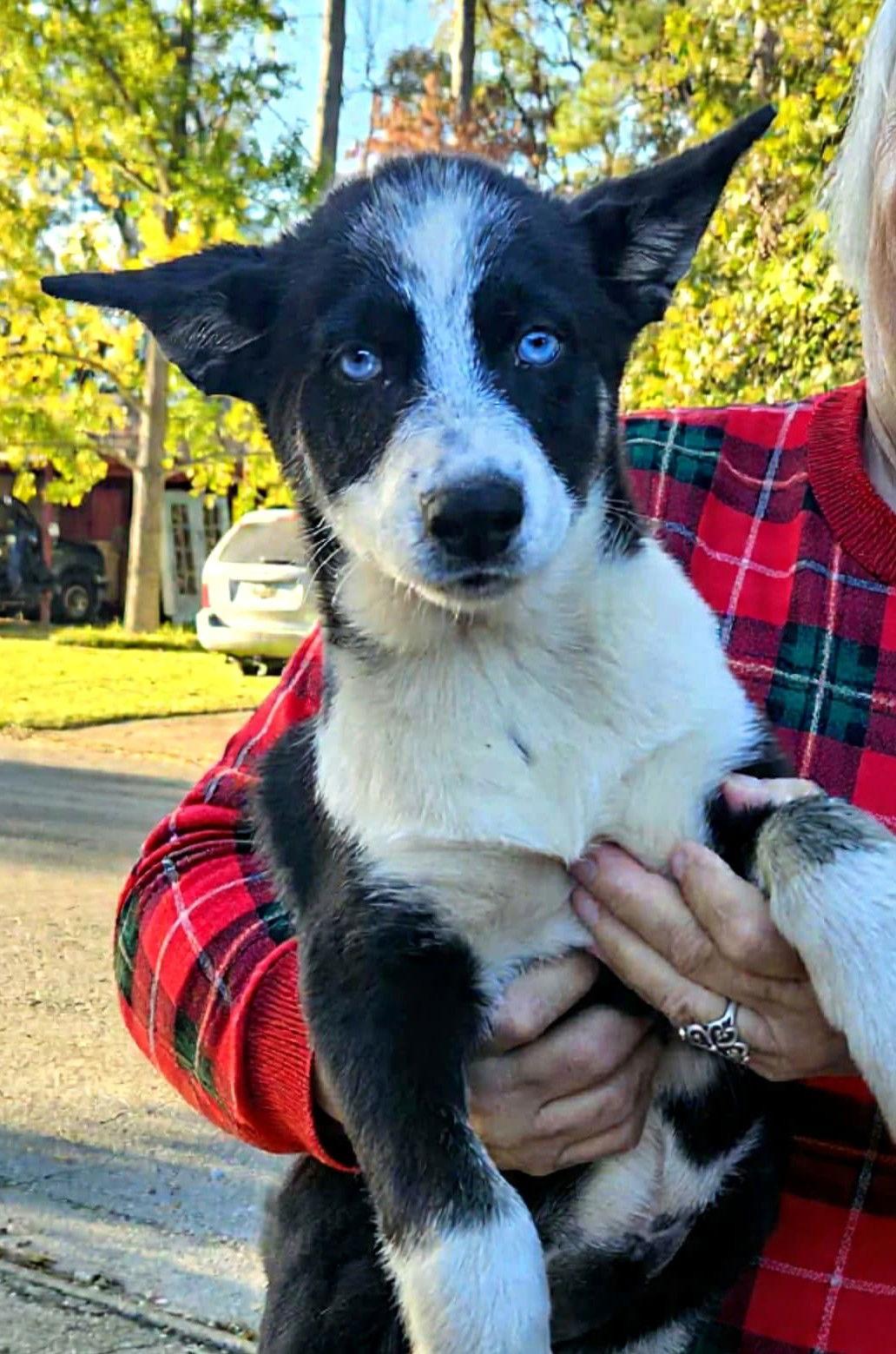 Enlarge Blaze Ski, a Adoptable Mixed Breed in Wakefield, RI image 2/3