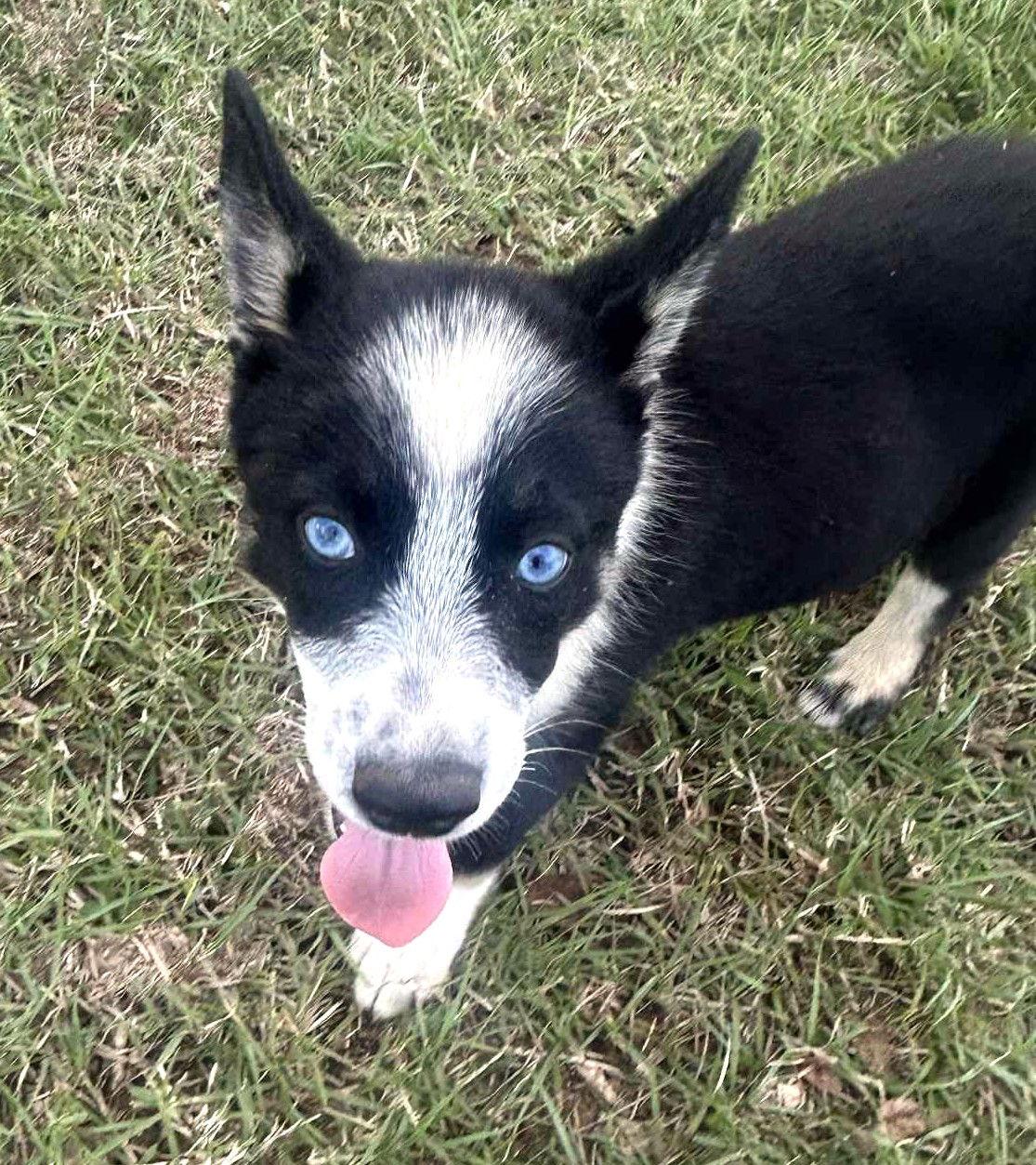 Enlarge Blaze Ski, a Adoptable Mixed Breed in Wakefield, RI image 3/3