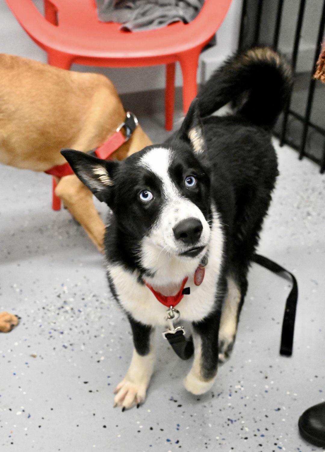 Enlarge Blaze Ski *LOCAL*, a Adoptable Mixed Breed in Wakefield, RI image 2/3