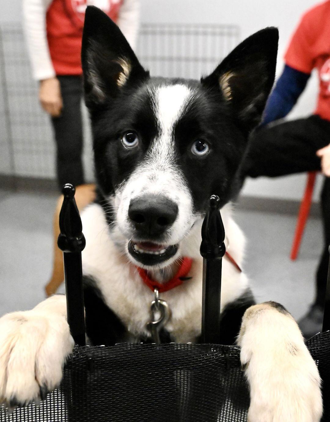 Enlarge Blaze Ski *LOCAL*, a Adoptable Mixed Breed in Wakefield, RI image 3/3