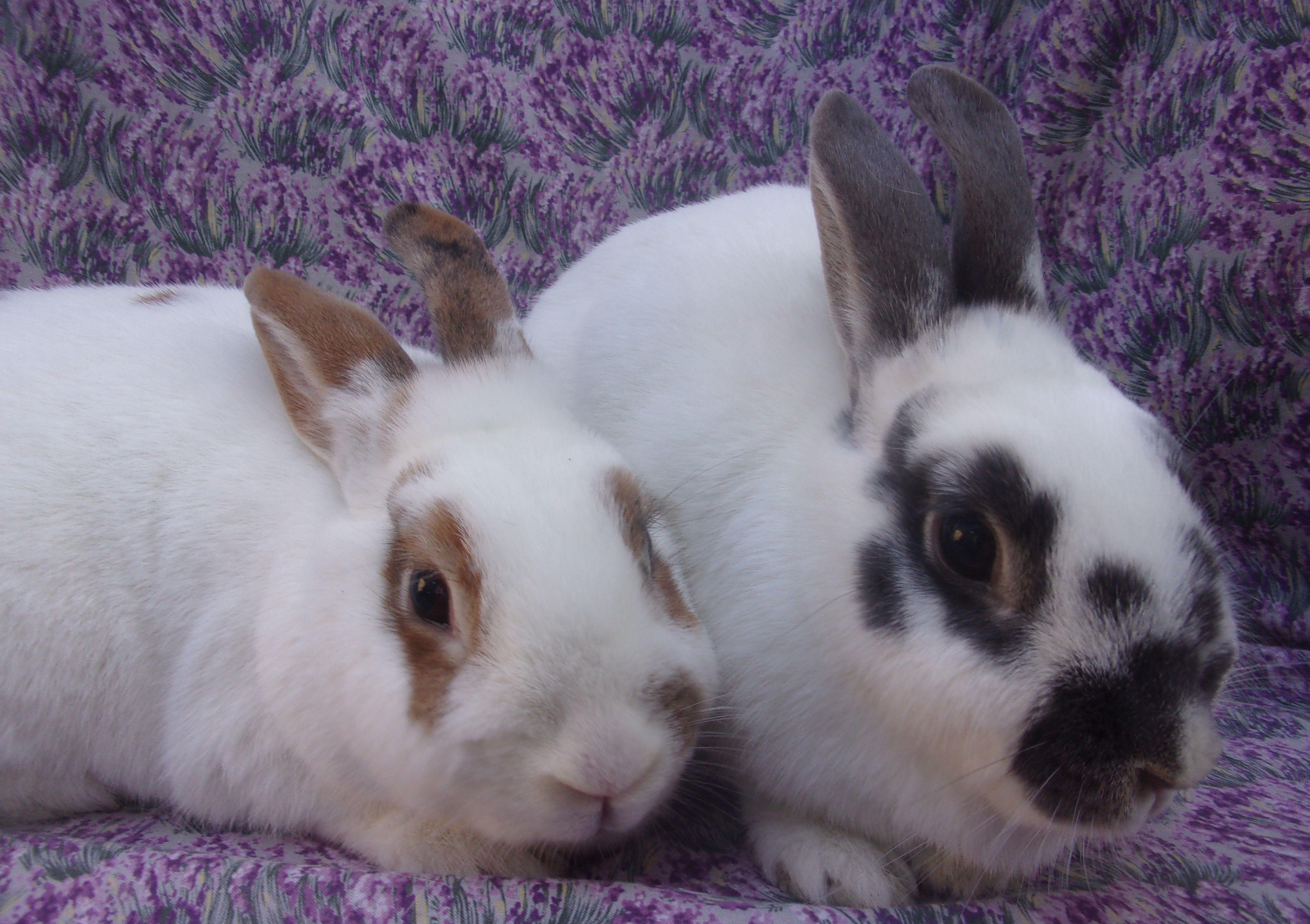 Rabbit for adoption - Estrella/Agave, a Rhinelander in Goleta, CA ...