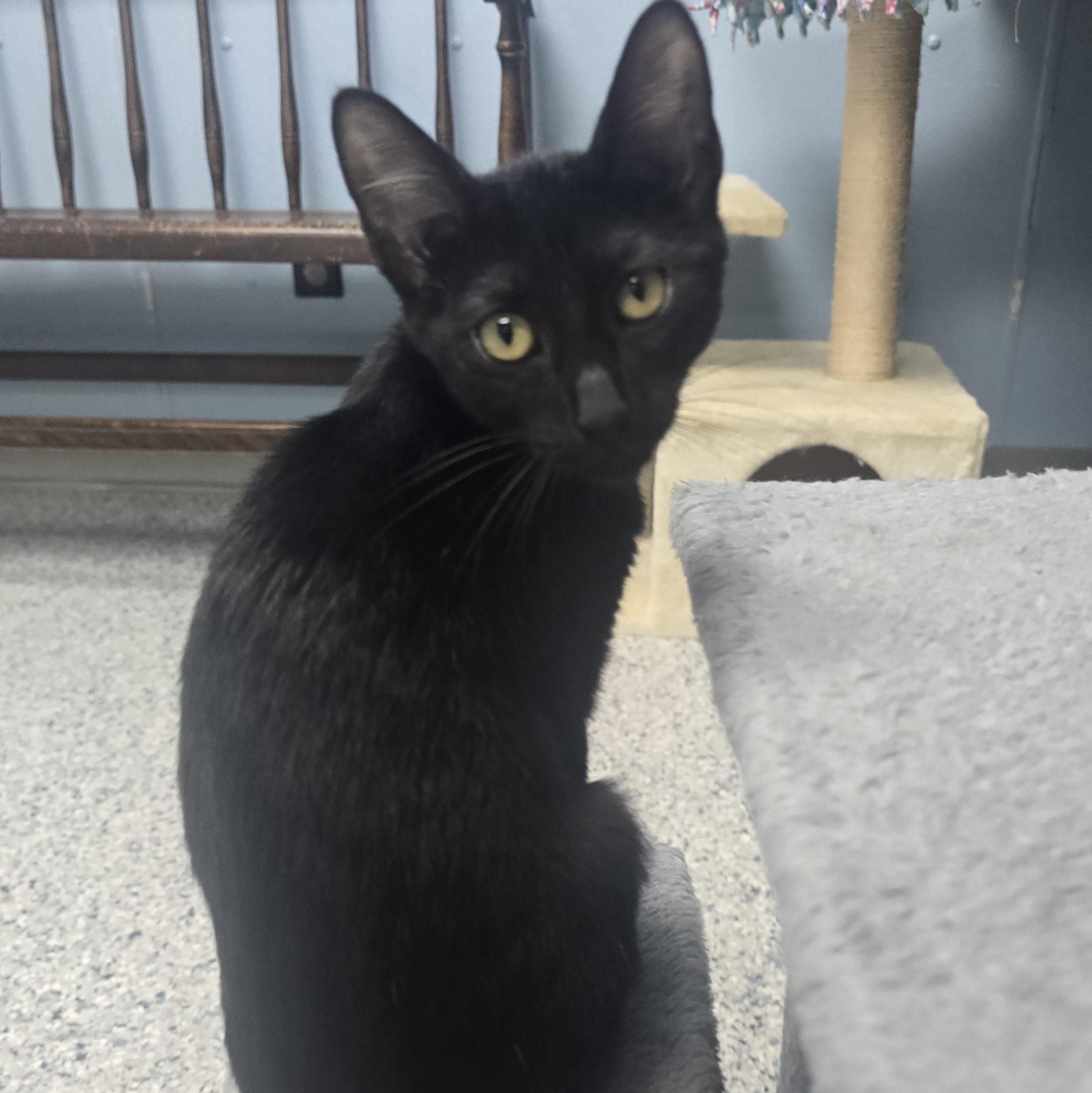 Alison, adopted, Kitten Female Domestic Short Hair.