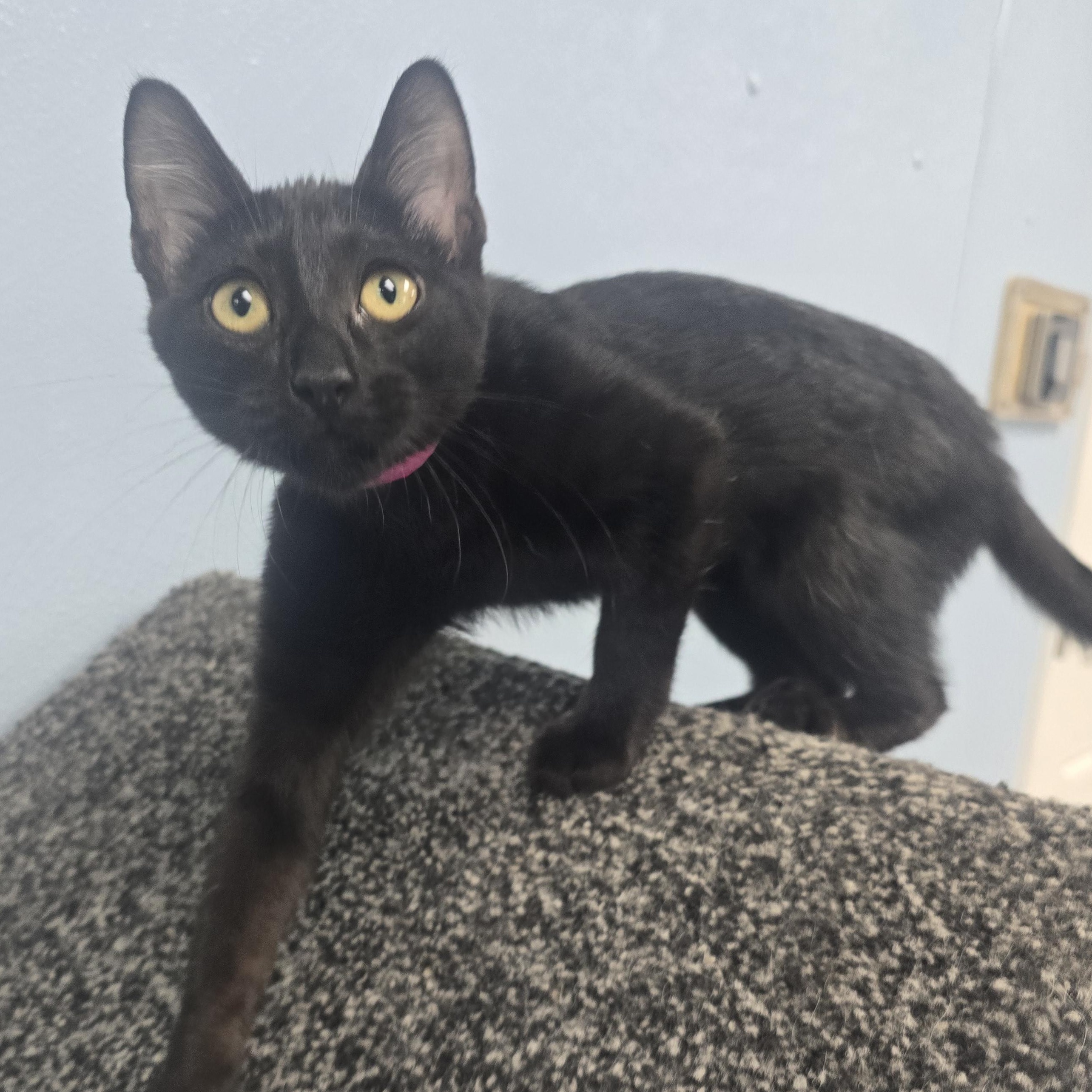 Alison, an adopted Domestic Short Hair in Farmington, MO image 2/2
