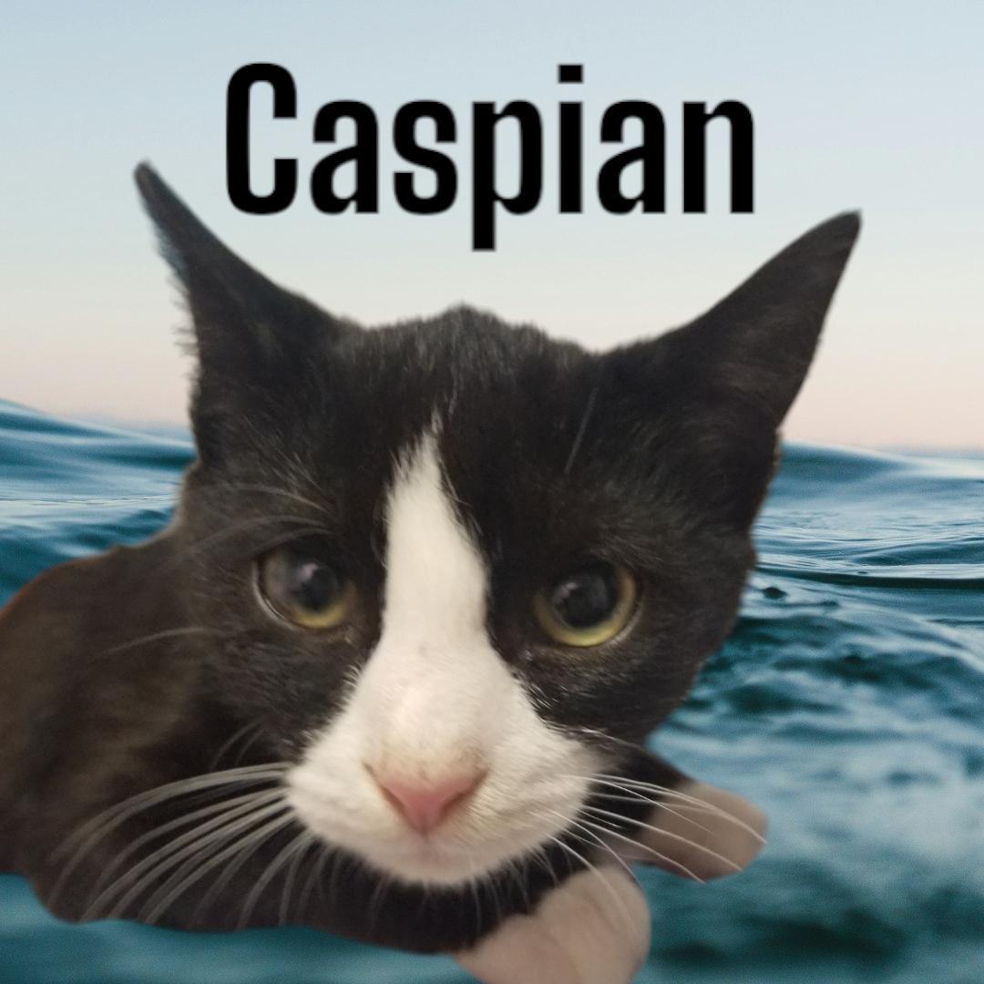 Caspian, ADOPTABLE, Kitten Male Domestic Short Hair.