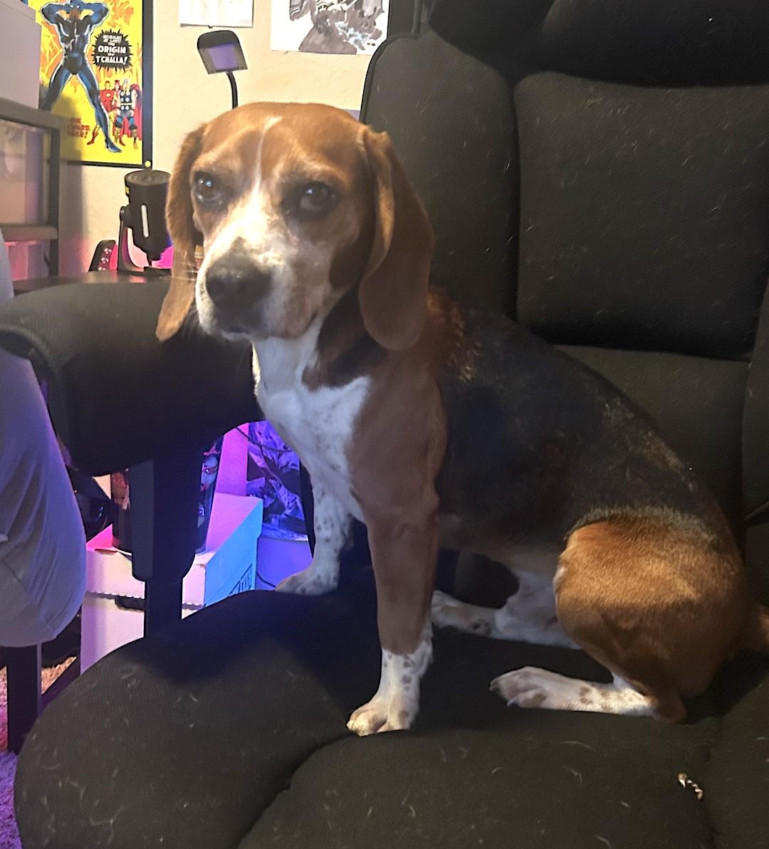 Red, a ADOPTABLE Beagle in Tomball, TX image 2/6