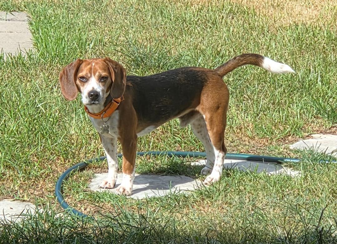 Red, a ADOPTABLE Beagle in Tomball, TX image 4/6