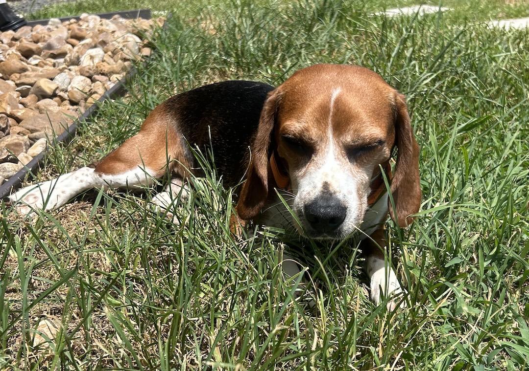 Red, a ADOPTABLE Beagle in Tomball, TX image 3/6