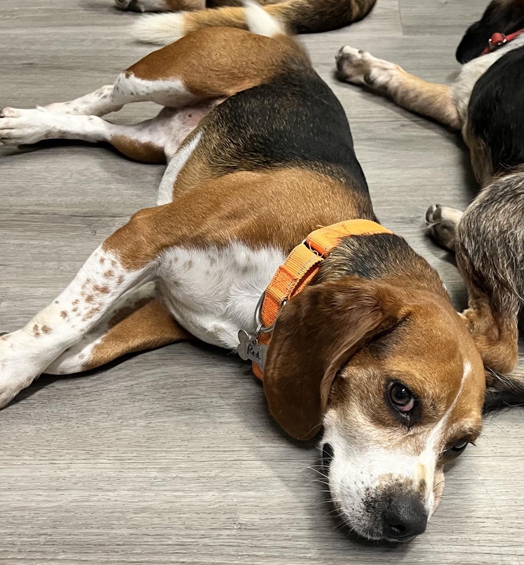 Red, a ADOPTABLE Beagle in Tomball, TX image 5/6