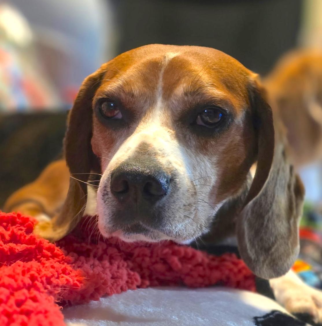 Red, ADOPTABLE, Senior Male Beagle.