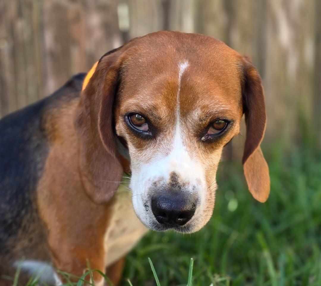 Red, a ADOPTABLE Beagle in Tomball, TX image 6/6
