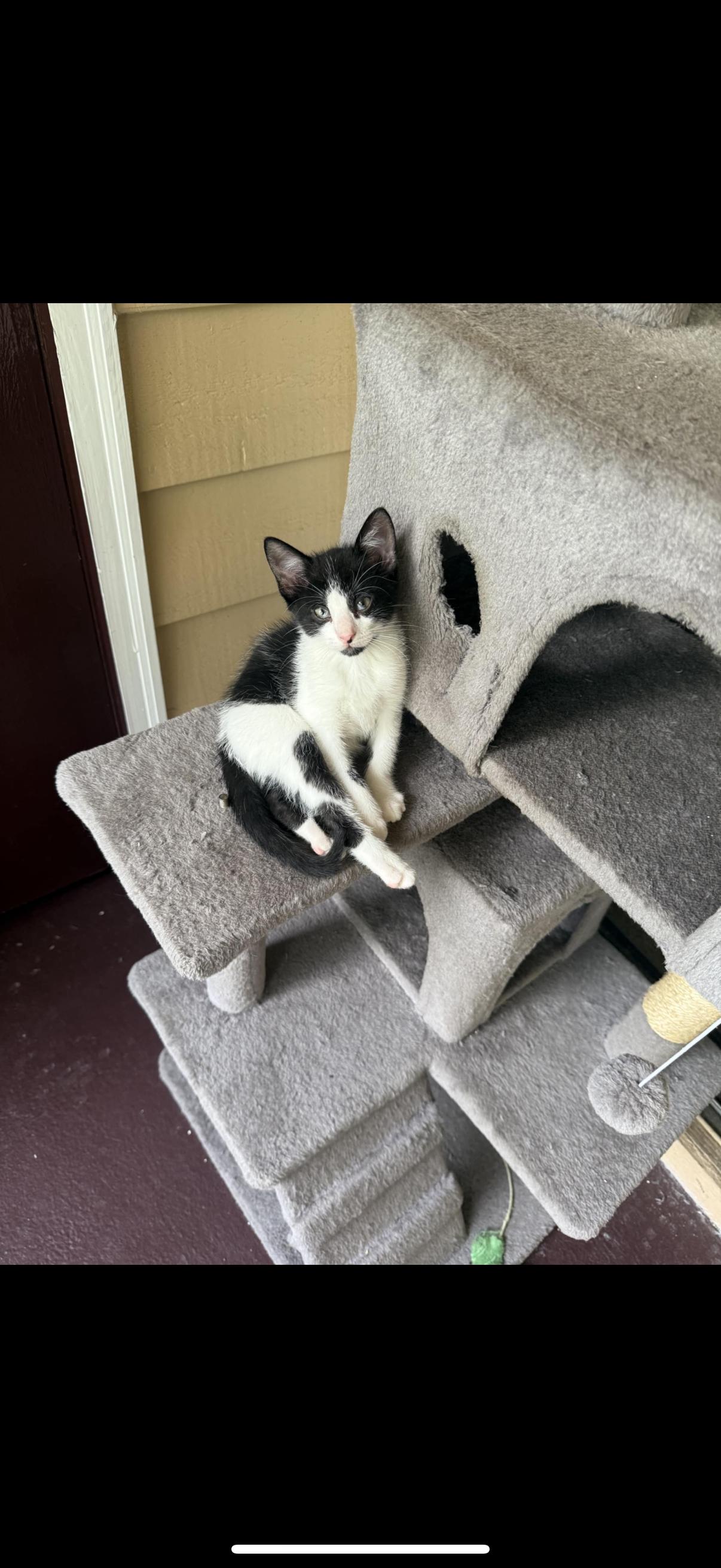 Tj, adopted, Kitten Male Domestic Short Hair.