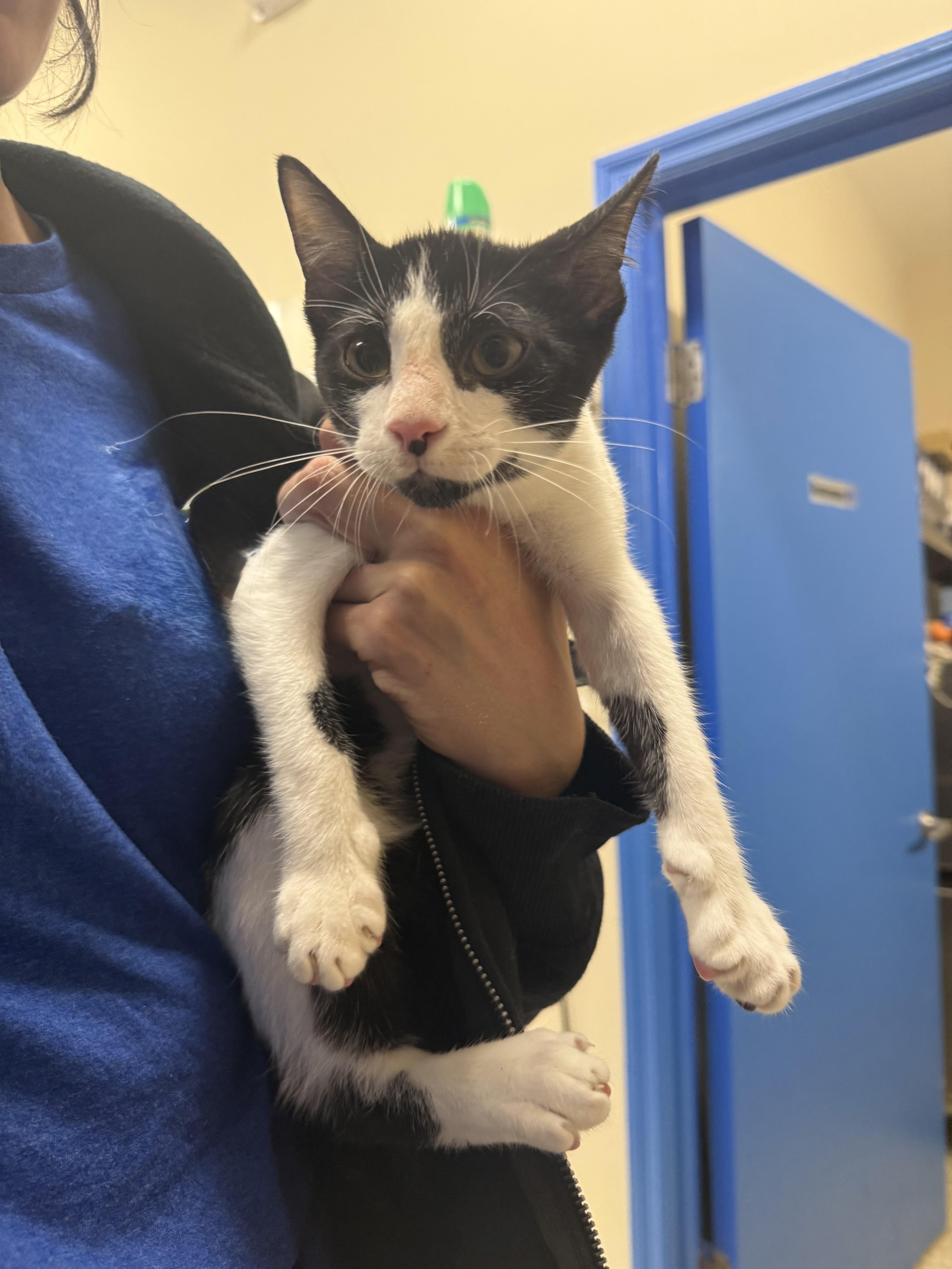 Enlarge Tj, an adopted Domestic Short Hair in DELTONA, FL image 2/2