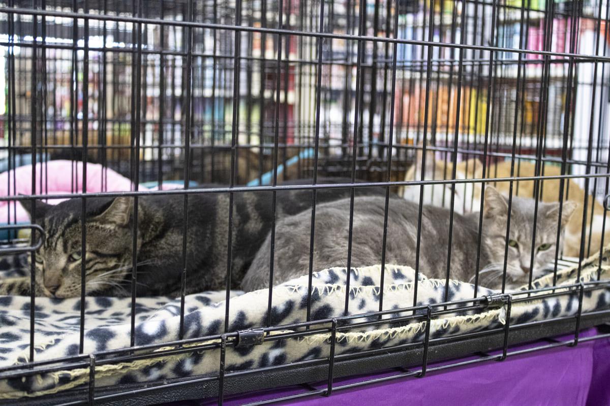 Enlarge Kringle, a Adopted Domestic Short Hair in Tampa, FL image 1/3