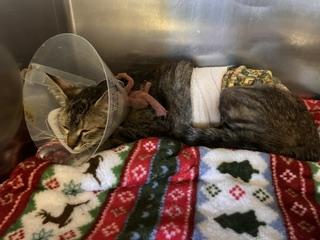 TABITHA, Adoptable, Young Female Domestic Short Hair.