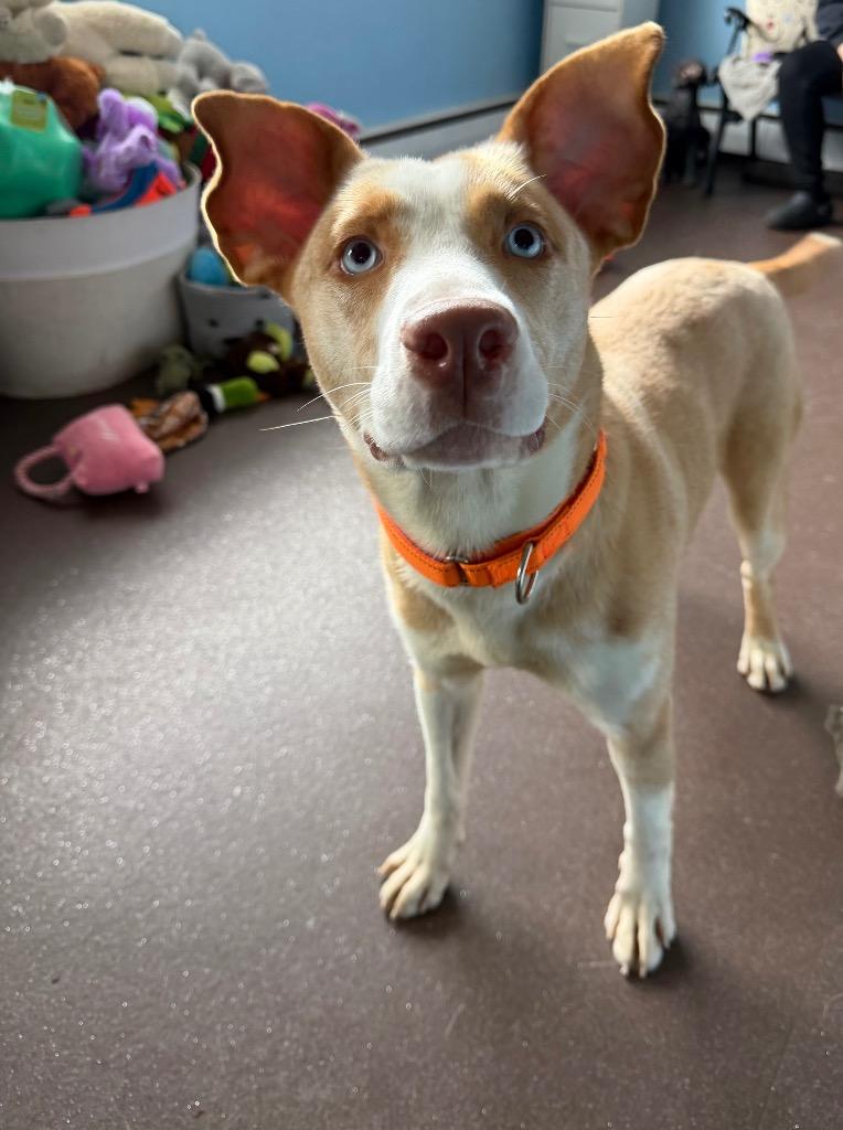 Giselle, Adoptable, Puppy Female Husky & Pit Bull Terrier.
