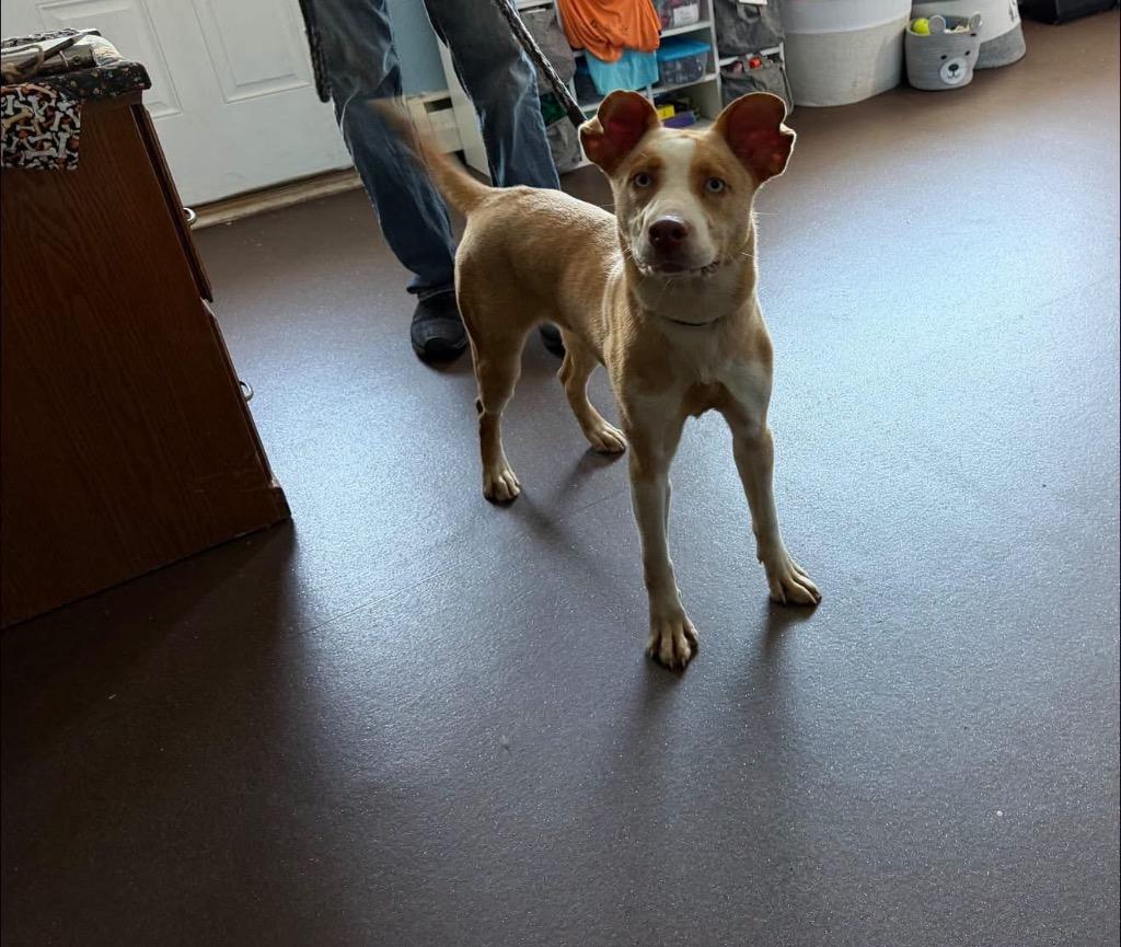 Enlarge Giselle, a Adoptable mixed breed in Port Jervis, NY image 2/5