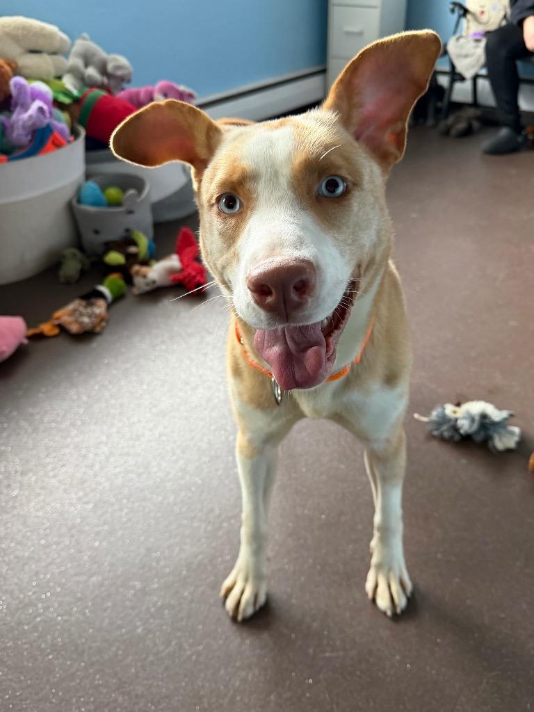 Enlarge Giselle, a Adoptable mixed breed in Port Jervis, NY image 3/5