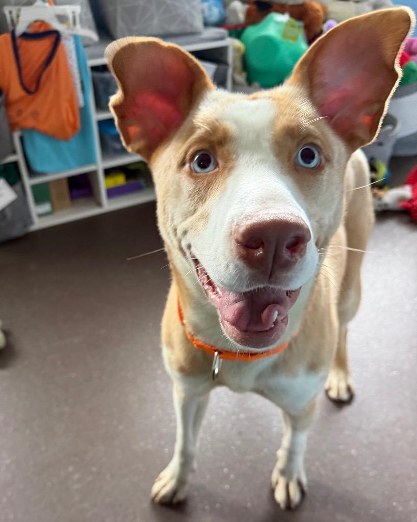 Enlarge Giselle, a Adoptable mixed breed in Port Jervis, NY image 4/5