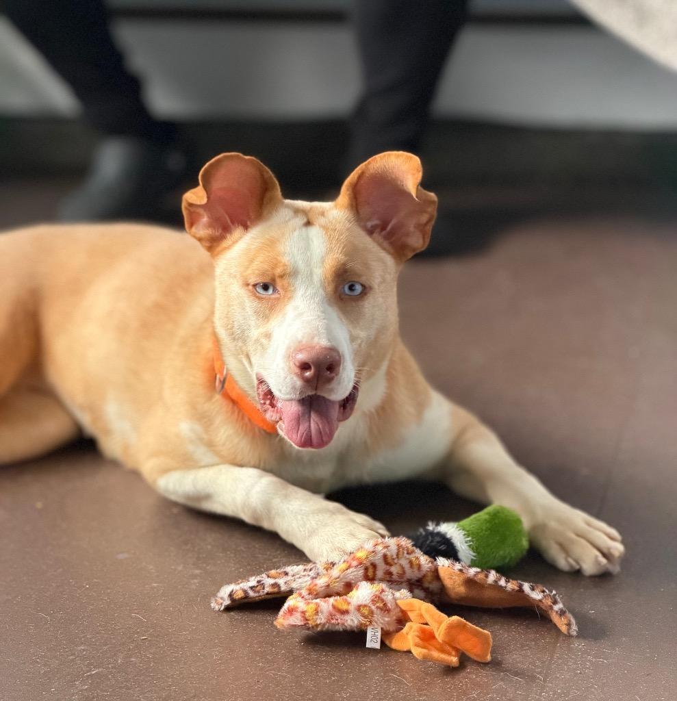Enlarge Giselle, a Adoptable mixed breed in Port Jervis, NY image 5/5