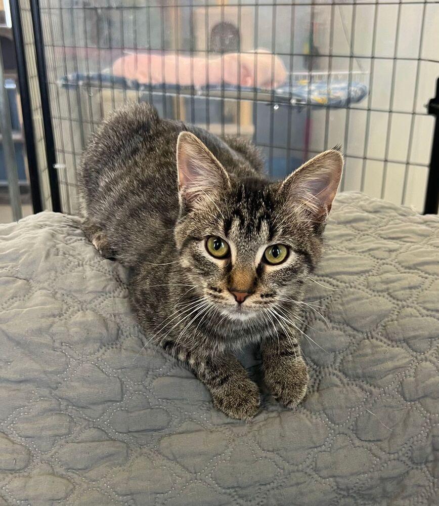 Sassy, Adoptable, Young Female Domestic Short Hair.