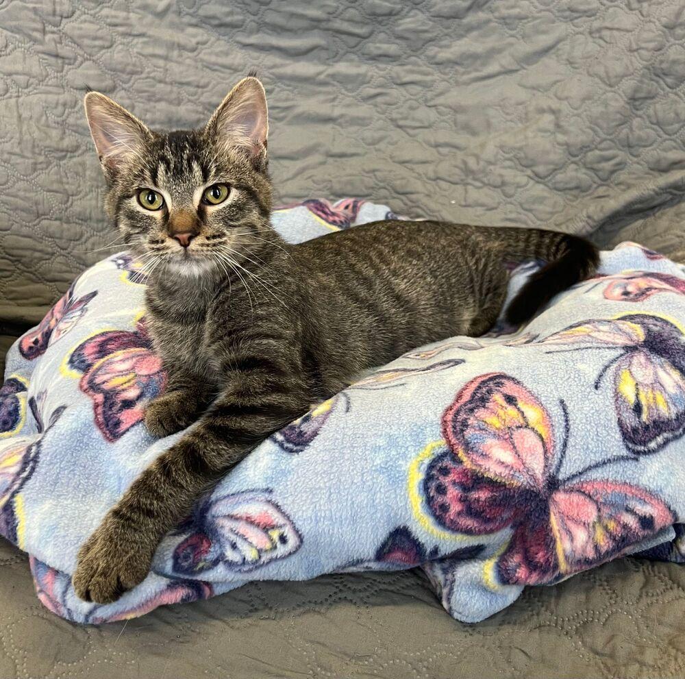 Enlarge Sassy, a Adoptable Domestic Short Hair in McPherson, KS image 2/5