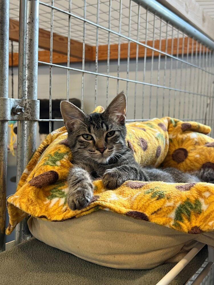 Enlarge Sassy, a Adoptable Domestic Short Hair in McPherson, KS image 3/5