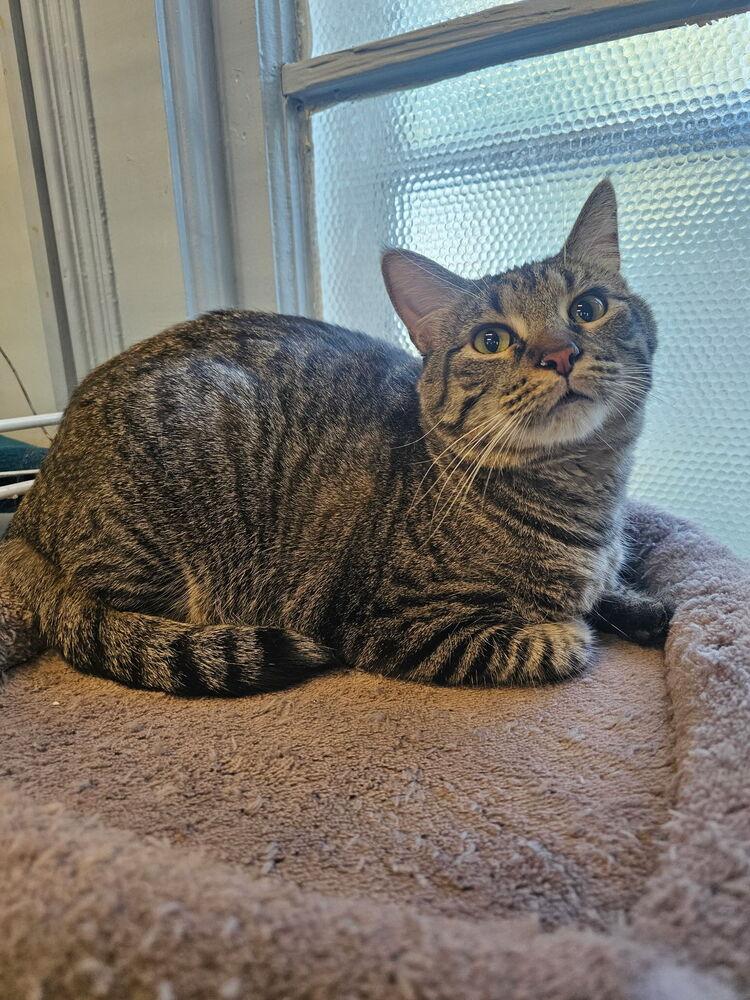 Enlarge Sassy, a Adoptable Domestic Short Hair in McPherson, KS image 4/5