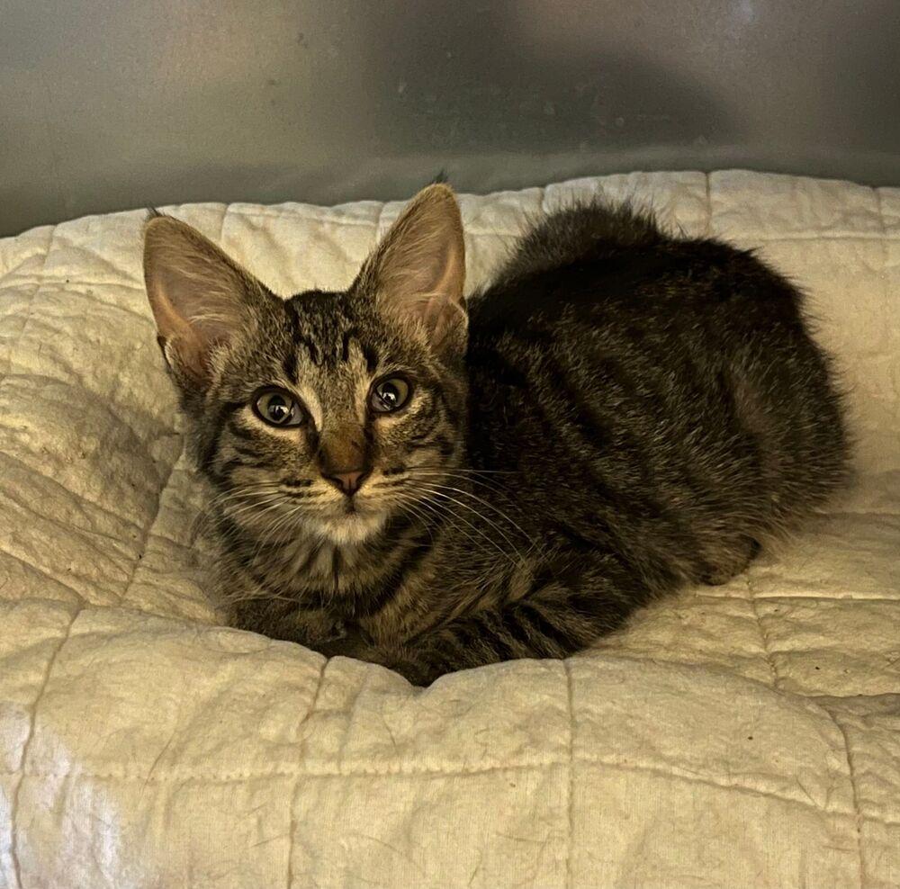 Enlarge Sassy, a Adoptable Domestic Short Hair in McPherson, KS image 5/5