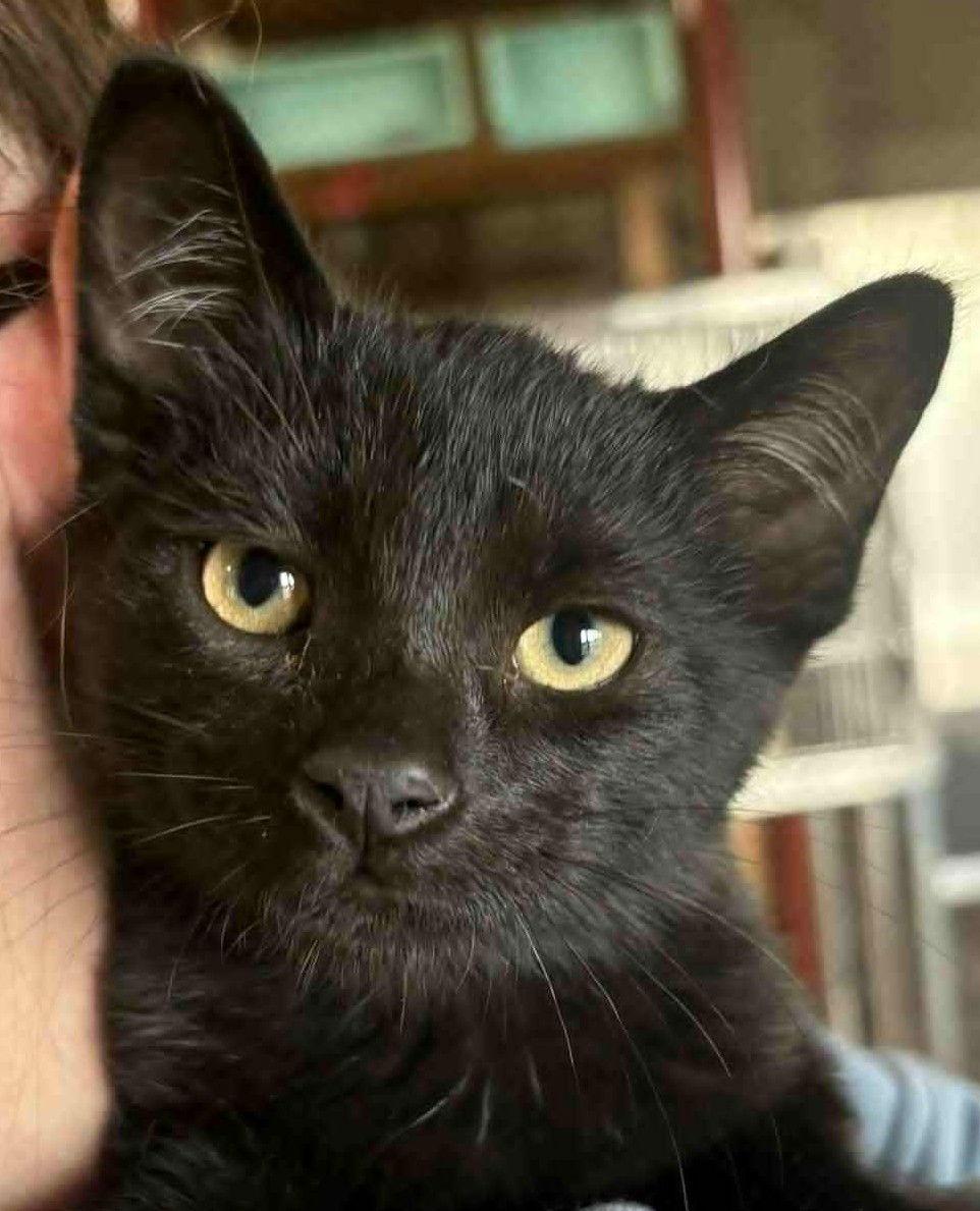 Shazam, Adoptable, Young Male Domestic Short Hair.