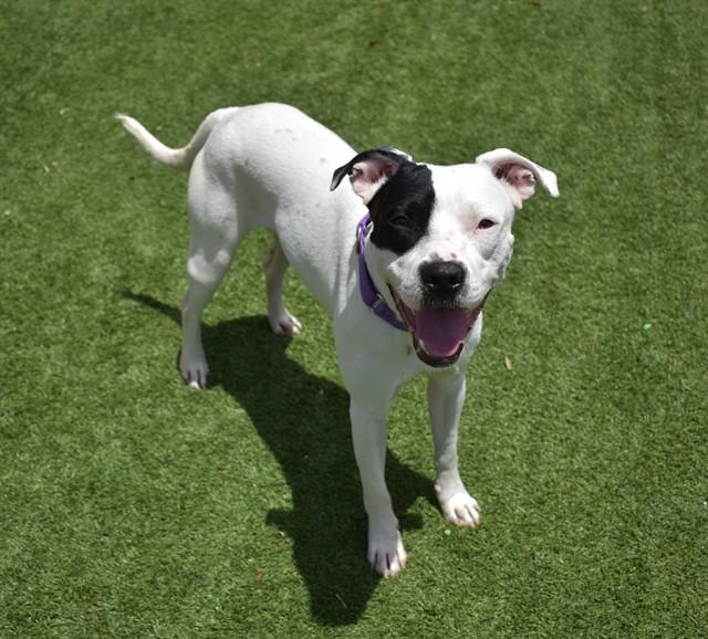 FINLAND, Adoptable, Adult Male Pit Bull Terrier & Mixed Breed.