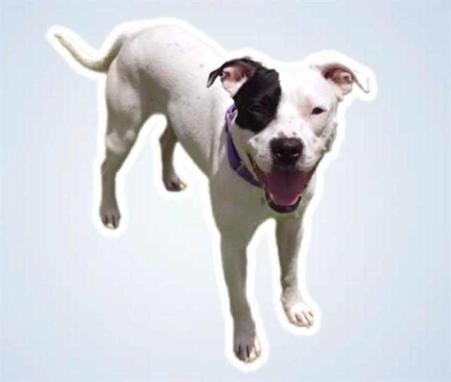 Enlarge FINLAND, a Adoptable mixed breed in Sarasota, FL image 1/1