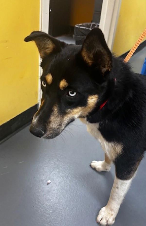 26-03-0900 Ivy, Adoptable, Adult Female Shepherd.