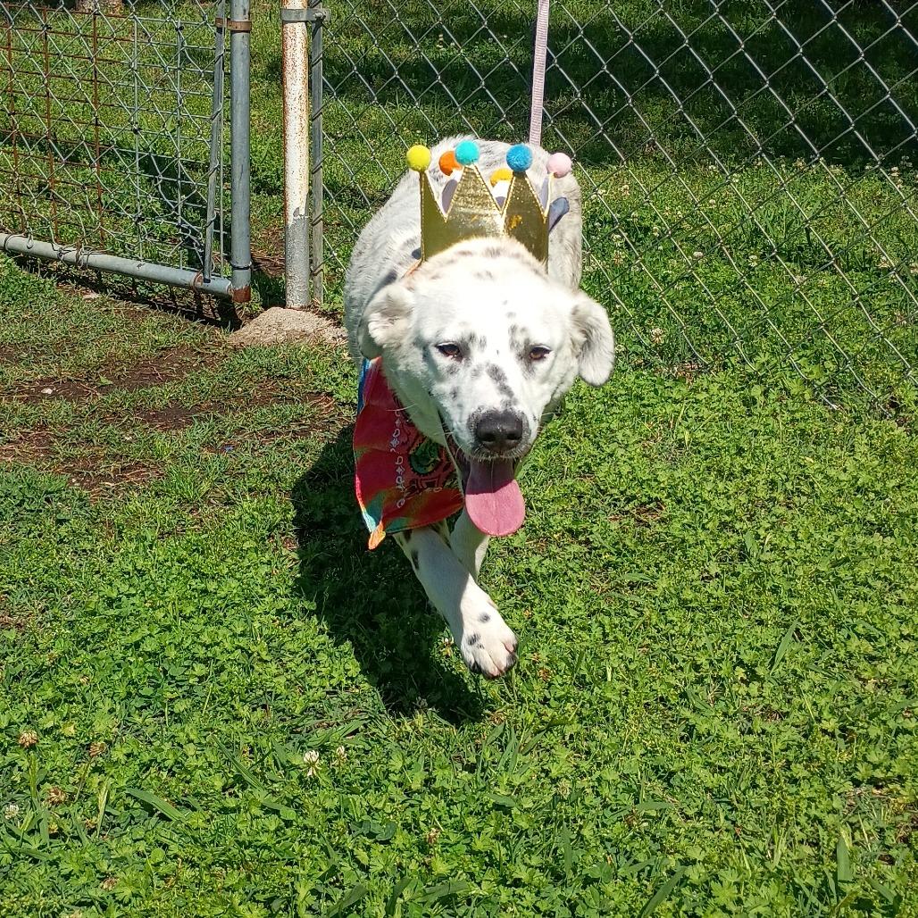 Yin, Adoptable, Young Female Cattle Dog.