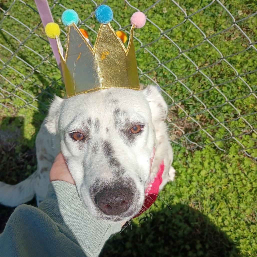 Enlarge Yin, a Adoptable mixed breed in Tulsa, OK image 2/3