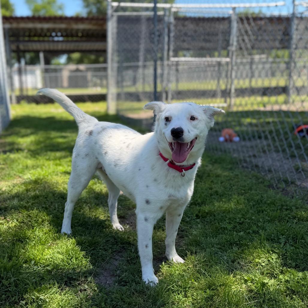 Yin, Adoptable, Young Female Cattle Dog & Mixed Breed.