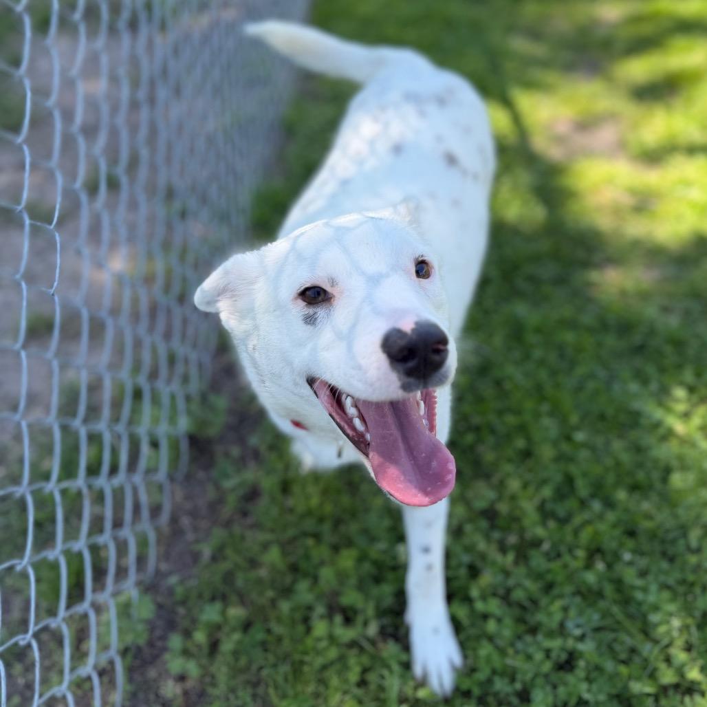 Enlarge Pixel, a Adoptable mixed breed in Tulsa, OK image 2/5