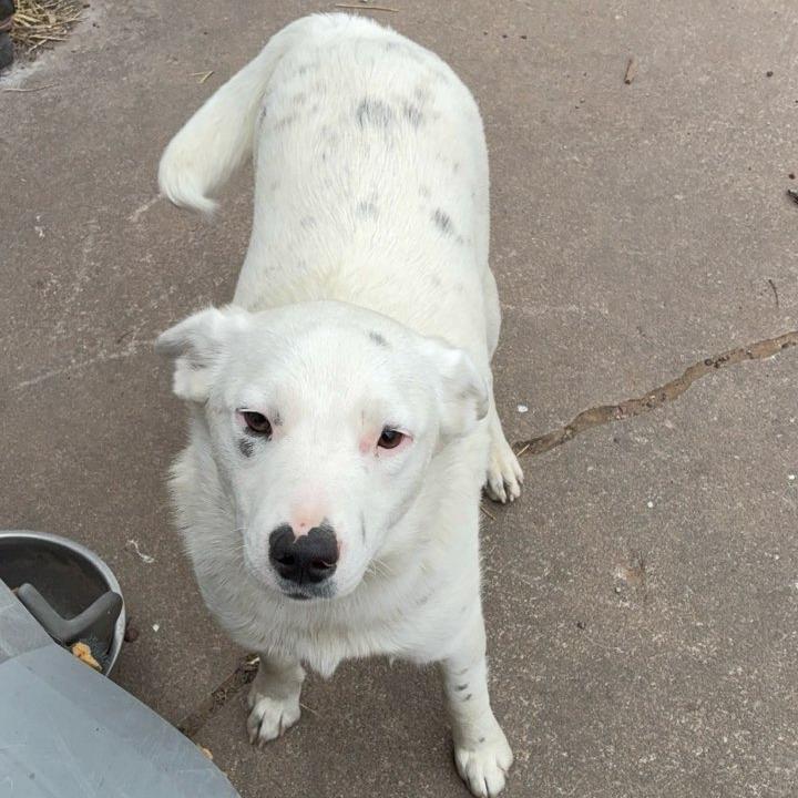 Enlarge Yin, a Adoptable mixed breed in Tulsa, OK image 3/3